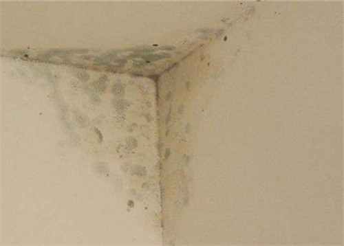 墙面渗水发霉是什么原因引起的?应该怎么处理才好?