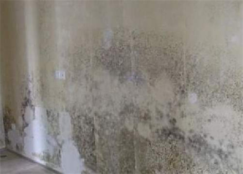 墙面渗水发霉是什么原因引起的?应该怎么处理才好?